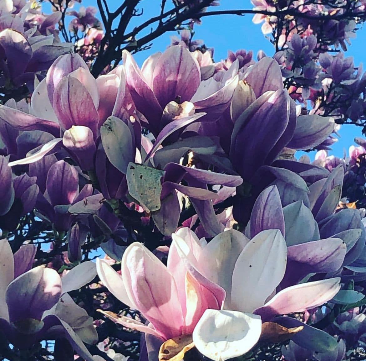 Magnolie