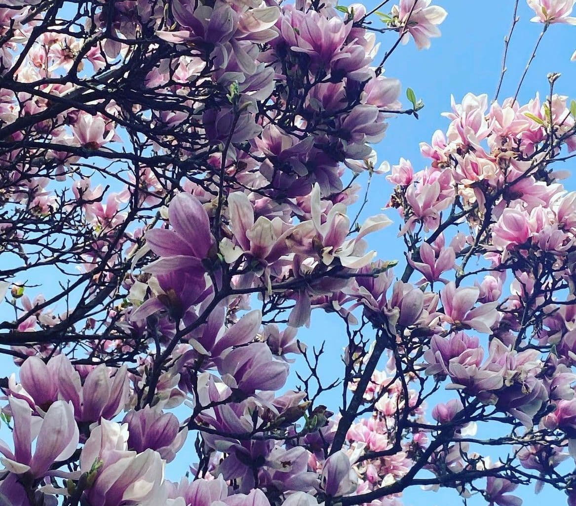 Magnolien im Hintergrund